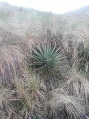 Puya clava-herculis
