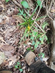 Apostasia wallichii