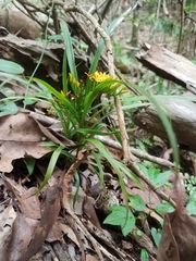Apostasia wallichii
