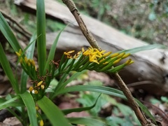 Apostasia wallichii
