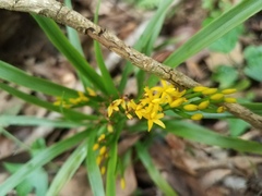 Apostasia wallichii