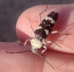 Megacyllene antennata