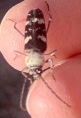 Megacyllene antennata