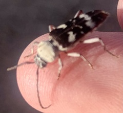 Megacyllene antennata