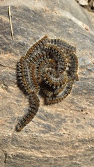 Thaumetopoea pityocampa