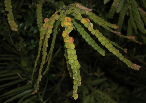 Phyllodium longipes, photograph 6