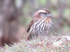 Carpodacus thura