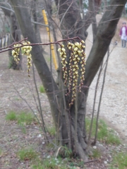 Stachyurus praecox