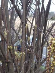 Stachyurus praecox
