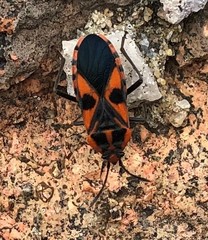 Spilostethus pacificus