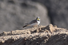Eremophila alpestris actia