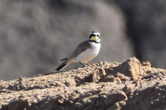 Eremophila alpestris actia