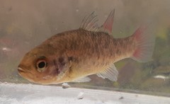 Nannoperca australis