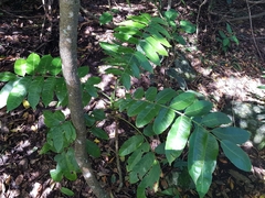 Dysoxylum mollissimum