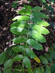 Dysoxylum mollissimum