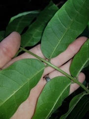 Dysoxylum mollissimum