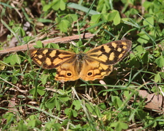 Heteronympha paradelpha