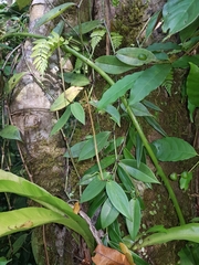 Peperomia macrostachyos