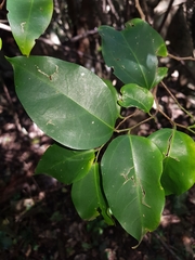 Celtis paniculata