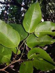 Celtis paniculata