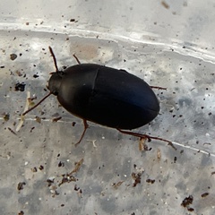 Gondwanocrypticus platensis