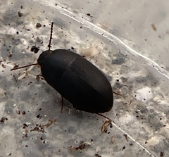 Gondwanocrypticus platensis