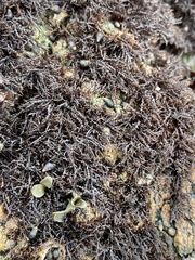 Endocladia