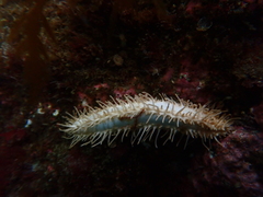 Eupentacta quinquesemita