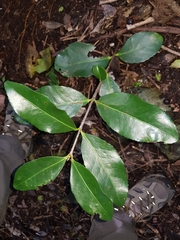 Elaeodendron australe