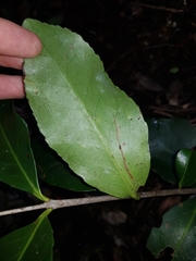 Elaeodendron australe