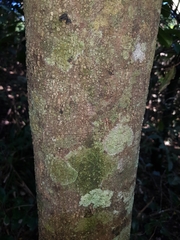 Elaeodendron australe