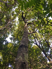 Elaeodendron australe