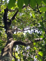 Elaeodendron australe