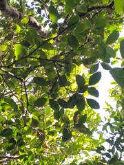 Elaeodendron australe