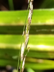 Carex hamlinii