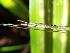Carex hamlinii