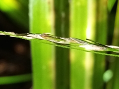 Carex hamlinii