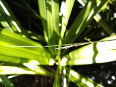 Carex hamlinii