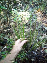 Carex hamlinii