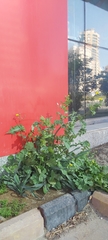 Sonchus oleraceus