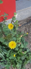 Sonchus oleraceus