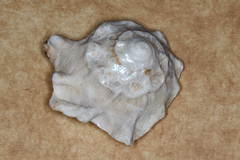 Image of Astralium pileolum