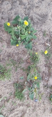Sonchus oleraceus