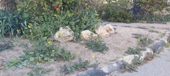 Sonchus oleraceus