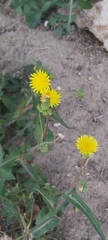 Sonchus oleraceus
