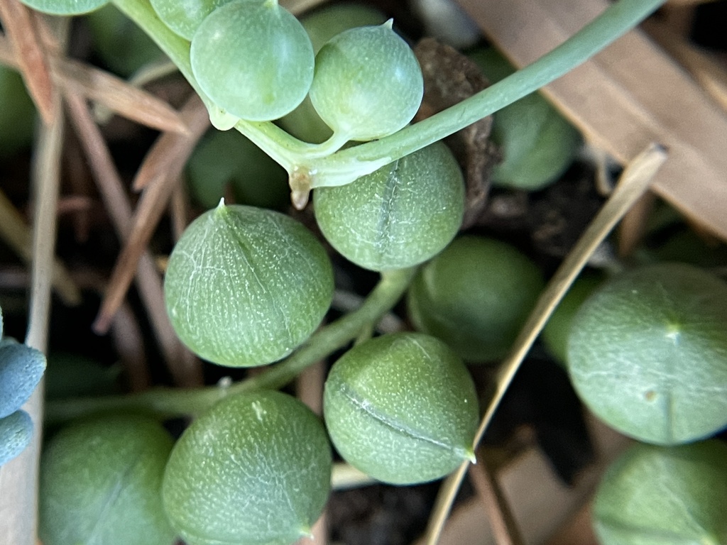 Senecio rowleyanus 'Purple Flush'