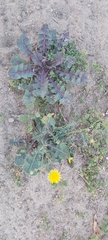 Sonchus oleraceus