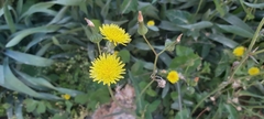 Sonchus oleraceus