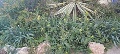 Sonchus oleraceus