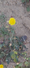 Sonchus oleraceus